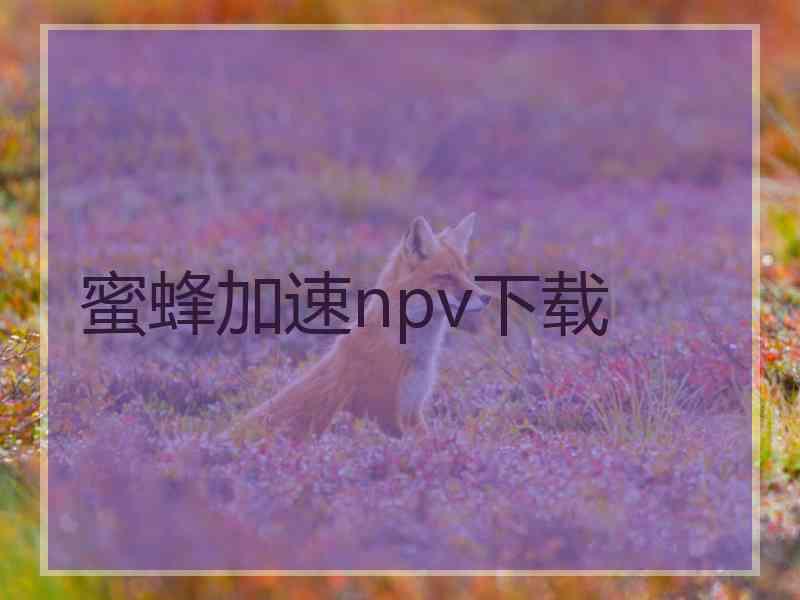 蜜蜂加速npv下载