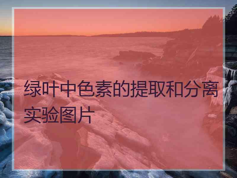 绿叶中色素的提取和分离实验图片