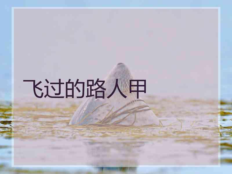 飞过的路人甲