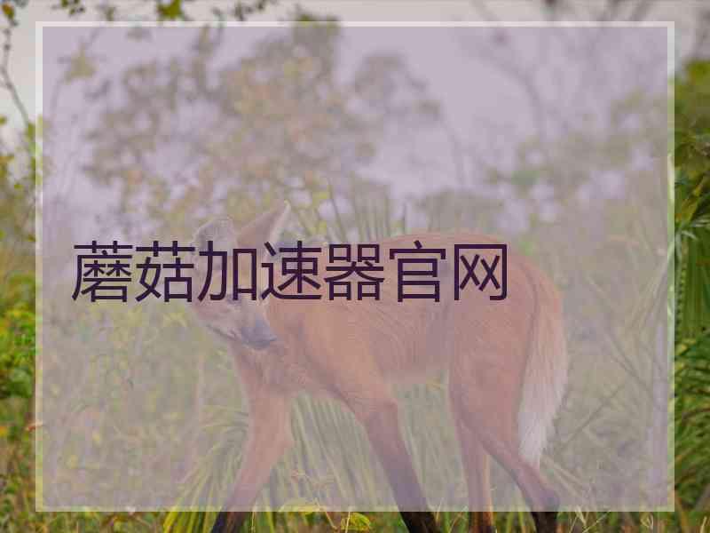 蘑菇加速器官网