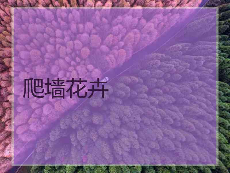 爬墙花卉
