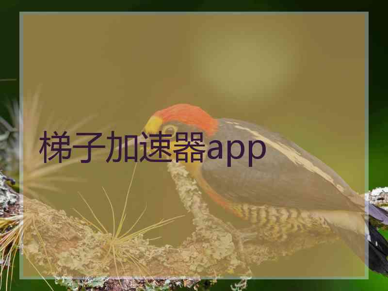 梯子加速器app